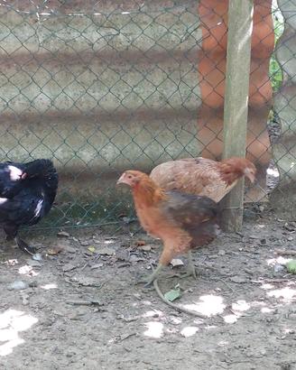 araucana