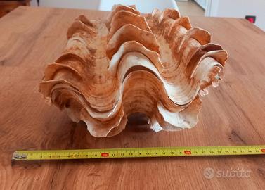 Conchiglia Tridacna squamosa di grandi dimensioni