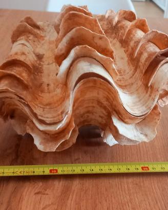 Conchiglia Tridacna squamosa di grandi dimensioni