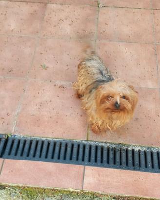 Yorkshire femmina sterilizzata