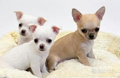 Chihuahua Toy mini