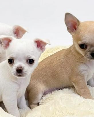 Chihuahua Toy mini