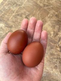 Pulcinotti Marans
