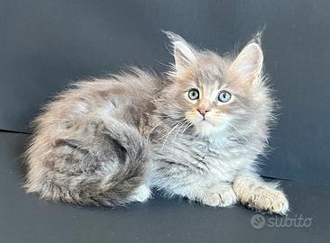 Maine Coon