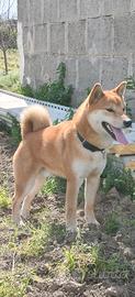 Shiba inu