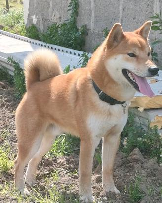 Shiba inu