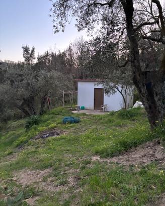 Terreno ( uliveto )