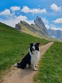 Bordercollie