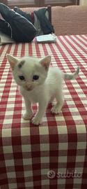 Gattini