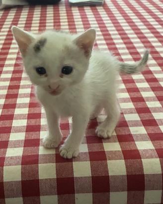 Gattini
