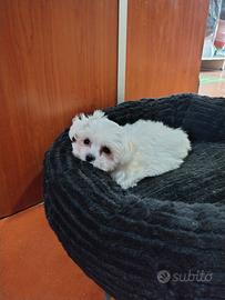 Maltesi Coreani