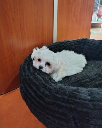 Maltesi Coreani