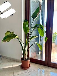 Pianta Strelitzia Nicolai 150 cm