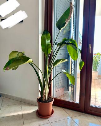 Pianta Strelitzia Nicolai 150 cm