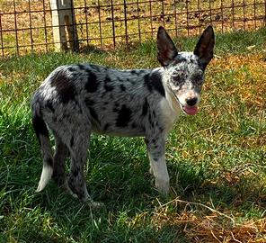 Border collie con pedigree
