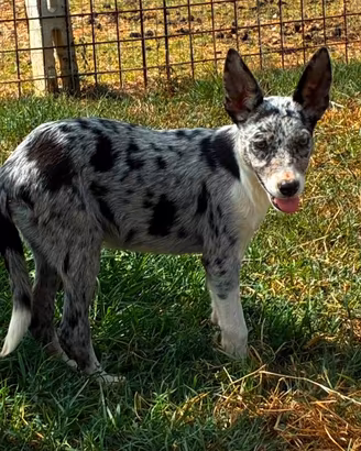 Border collie con pedigree