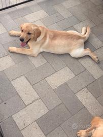 Labrador pedigree