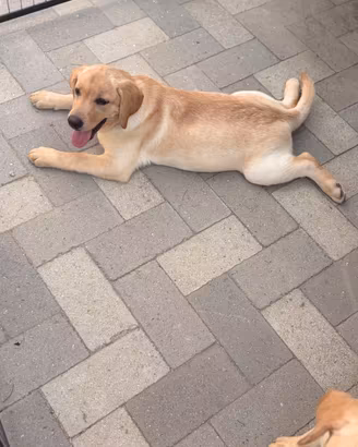 Labrador pedigree
