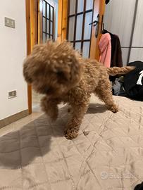 Barboncino mini toy