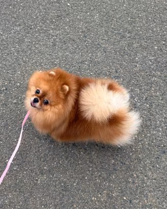 Volpino Pomerania Americana ACCOPPIATA Pedigree