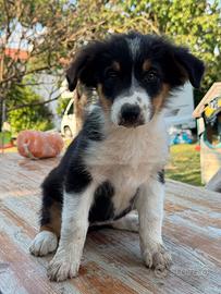 Cucciola pastore australiano