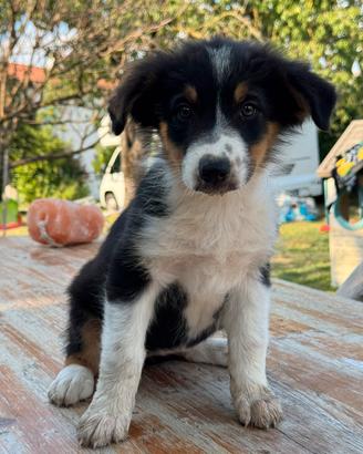 Cucciola pastore australiano