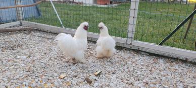 Vendita coppia di Moroseta