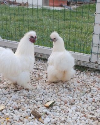 Vendita coppia di Moroseta