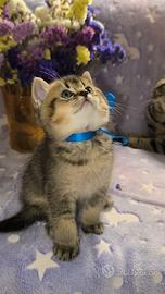 Gattini British Shorthair