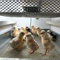 PULCINI gallina padovana