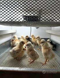 PULCINI gallina padovana