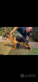 Cucciola di pastore tedesco con pedigree