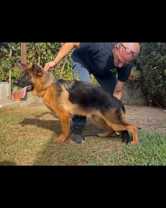 Cucciola di pastore tedesco con pedigree
