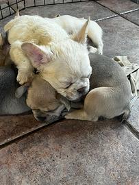 Bulldog francese cuccioli