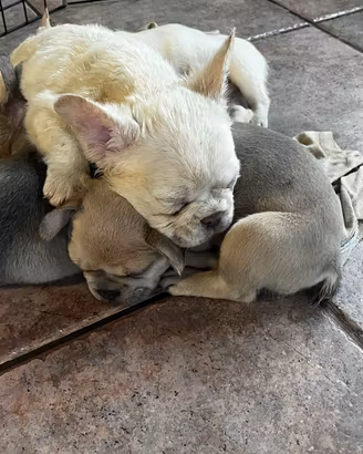Bulldog francese cuccioli