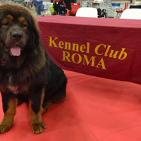 Tibetan mastiff