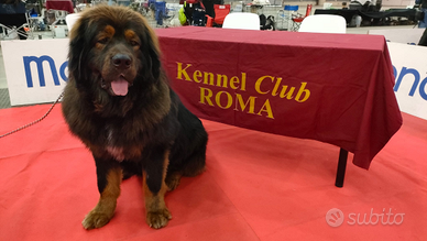 Tibetan mastiff