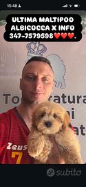 Maltipoo albicocca
