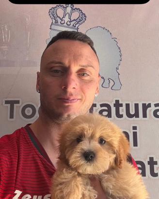 Maltipoo albicocca
