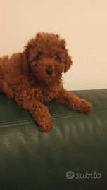 Barboncini Red Braun