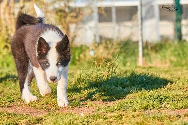 Esclusivi Cuccioli di Yakutian Laika