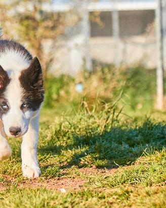 Esclusivi Cuccioli di Yakutian Laika