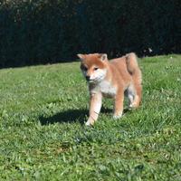 Shiba