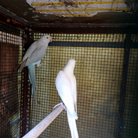 Parrocchetti dal collare