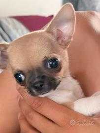Cuccioli chihuahua