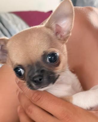 Cuccioli chihuahua