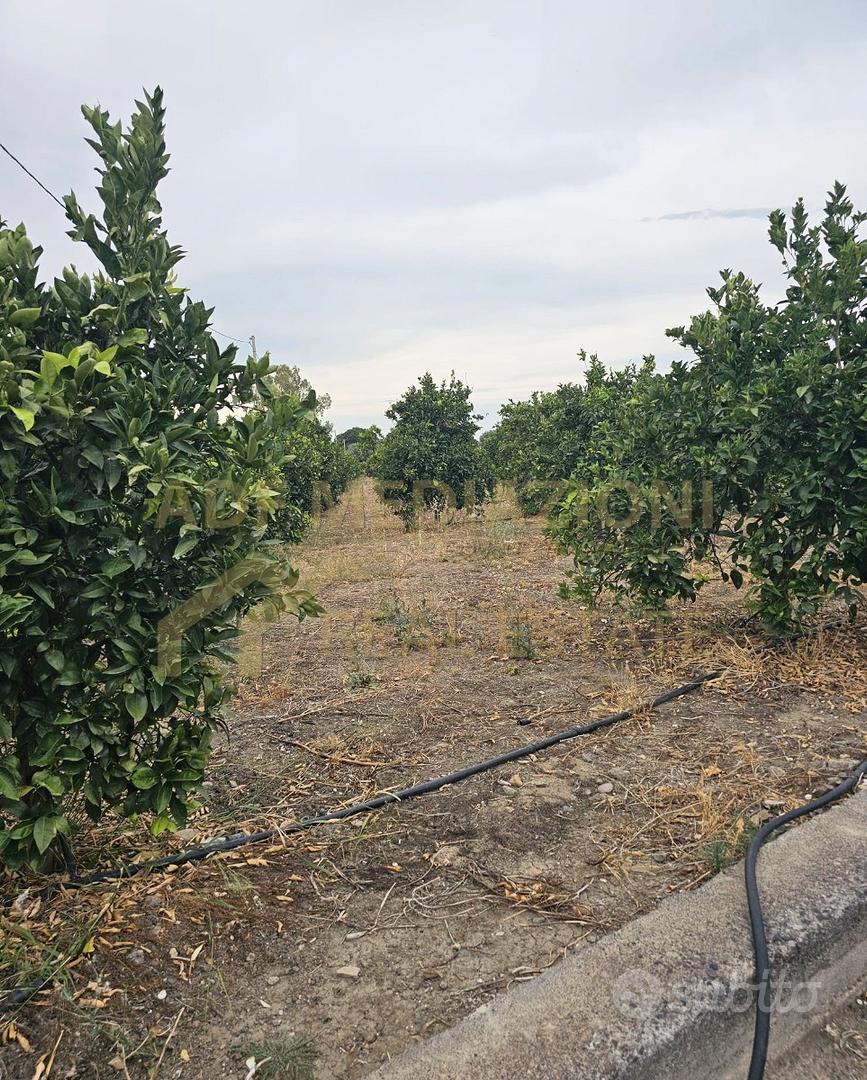 Agrumeto In Produzione Con Casa - Vista 5