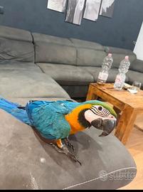 Pappagallo ara ararauna