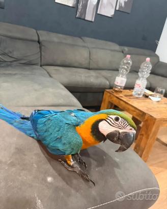 Pappagallo ara ararauna