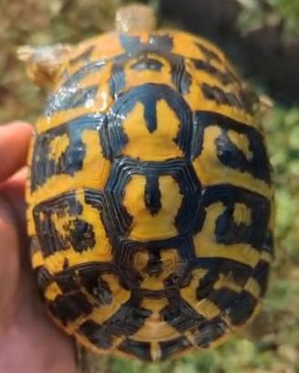 Tartaruga di terra hermanni hermanni